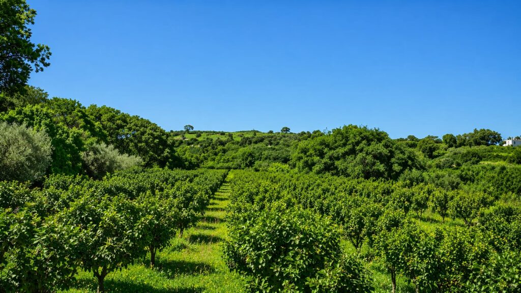 Filari di bergamotti sulla costa ionica