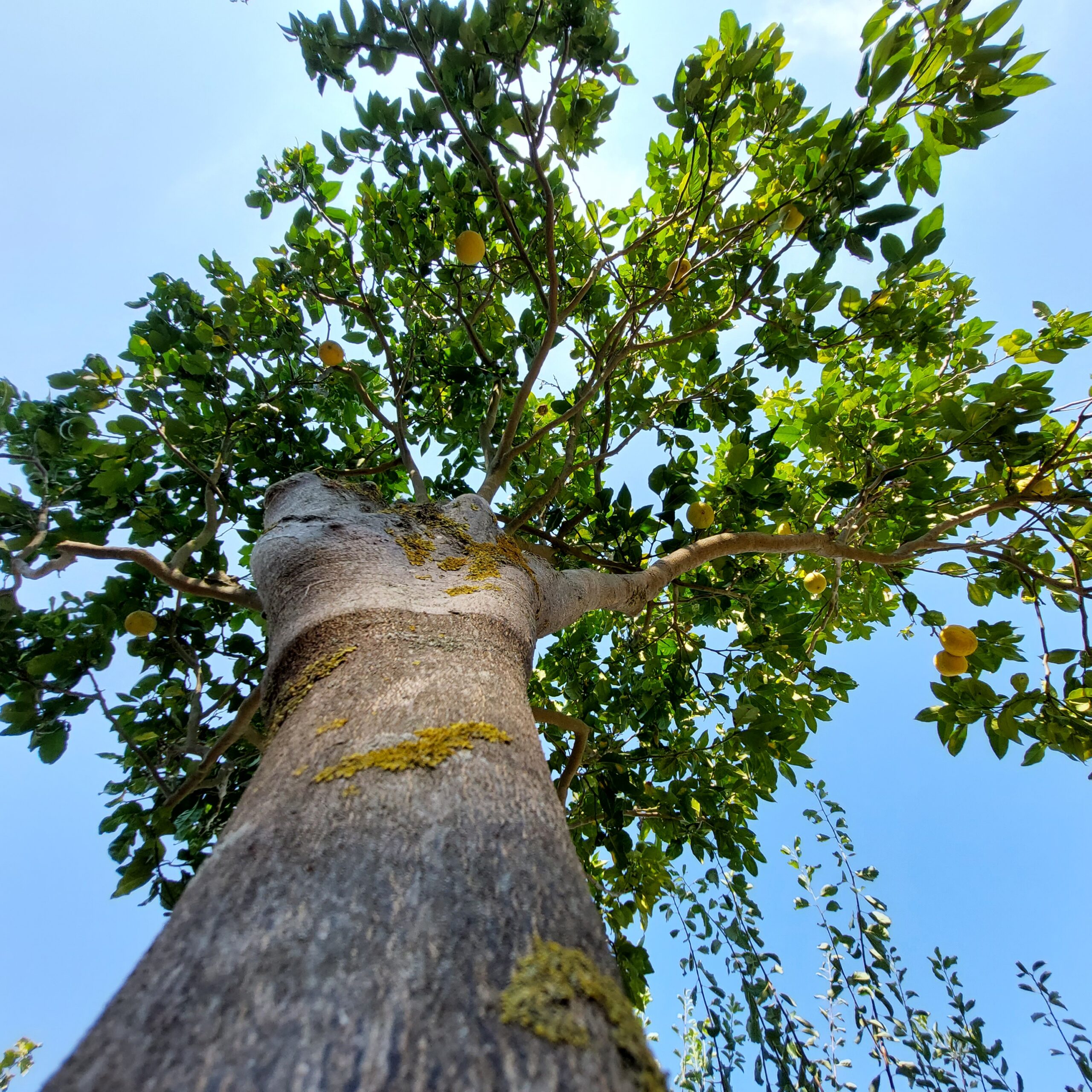 Albero di bergamotto visto dal basso, carico di frutti