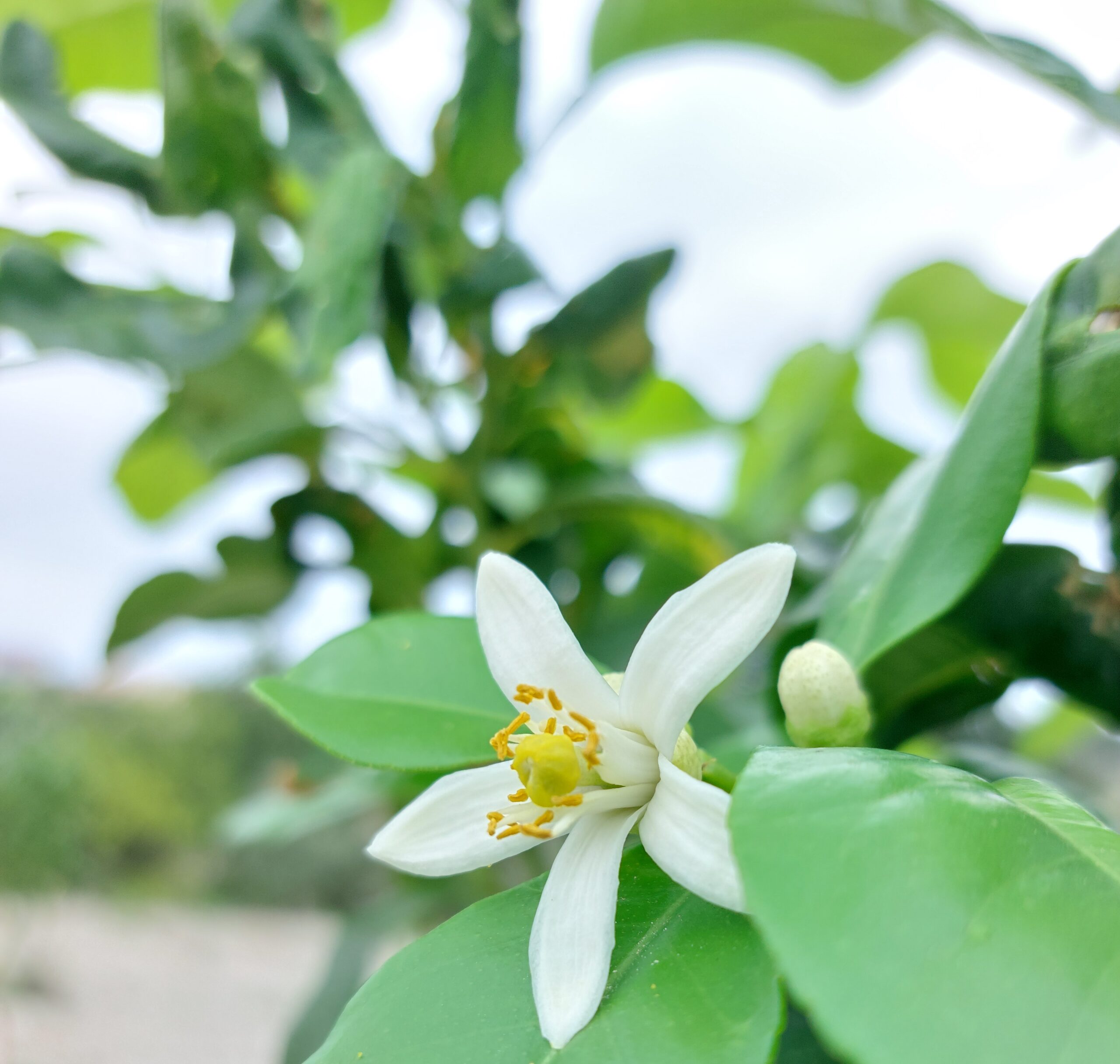 Fiore di bergamotto