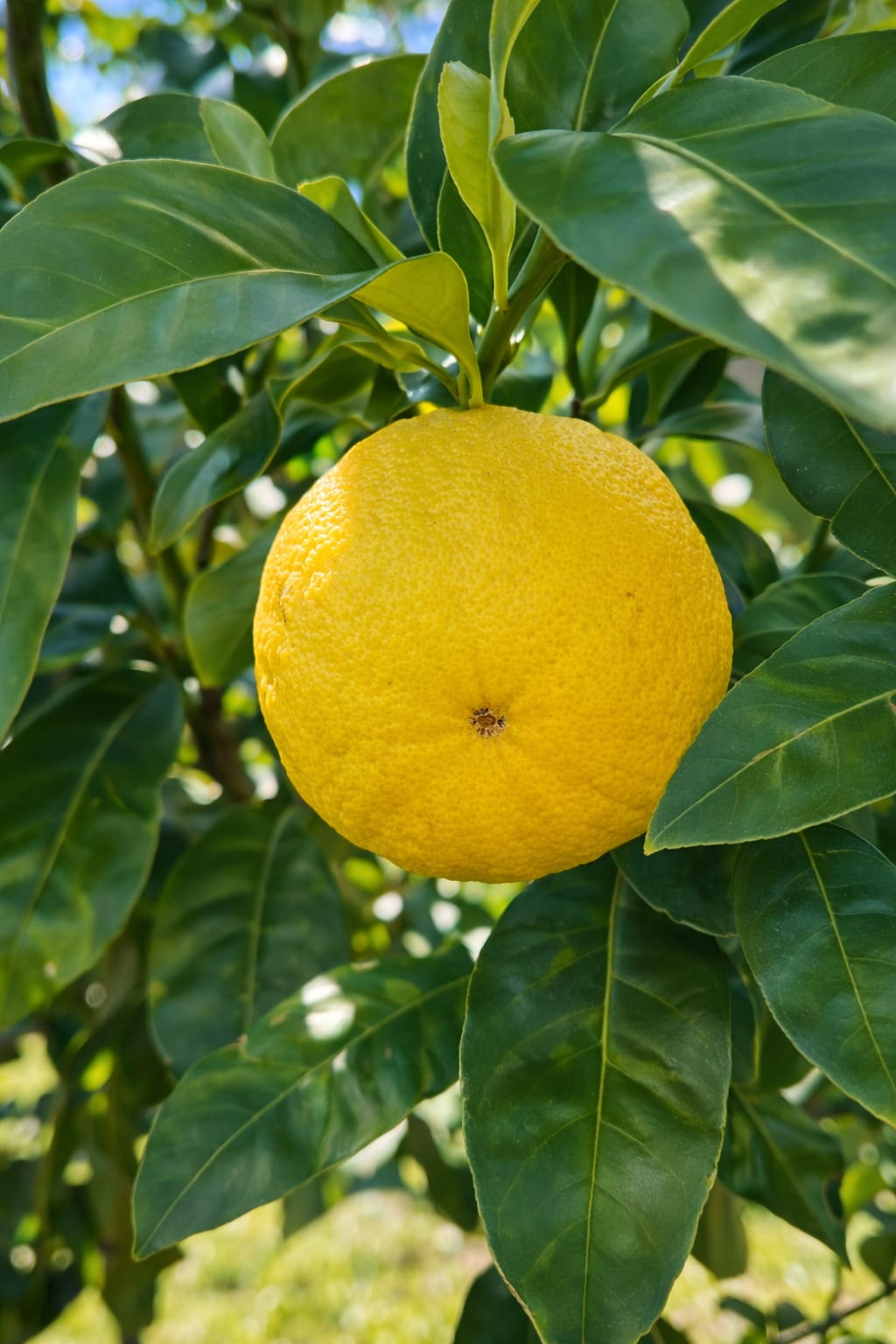 Bergamotto maturo sulla pianta